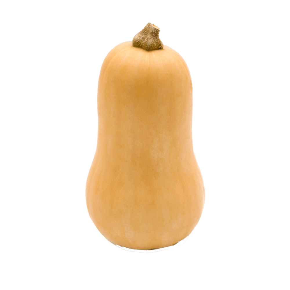 A butternut squash