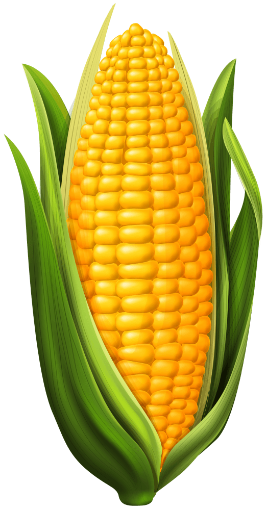 An ear of corn